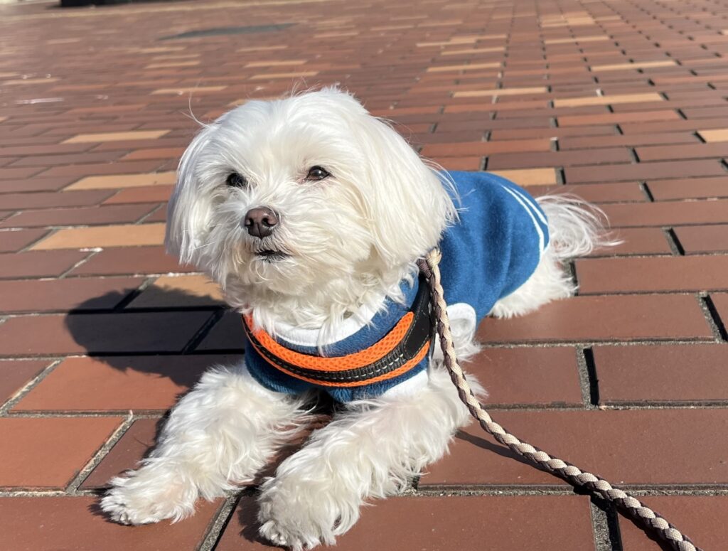 粉骨で葬儀する