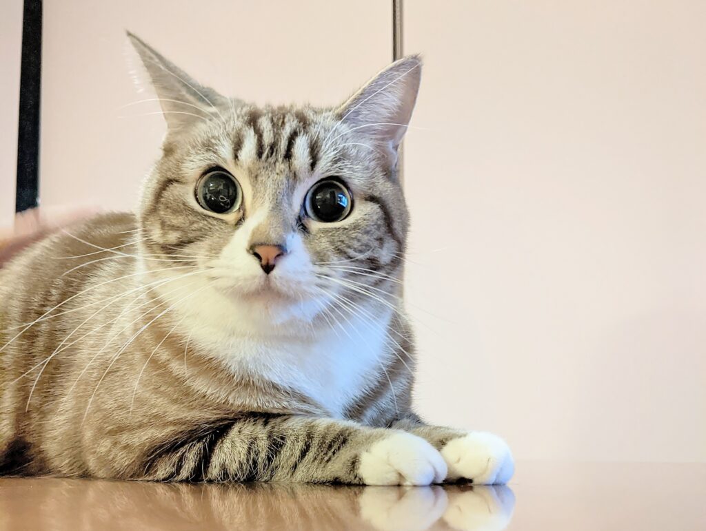 ペットの粉骨のメリットとは